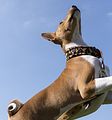 Basenji KSM Muenster 2014 (1081)